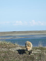 arctic fox 180x240