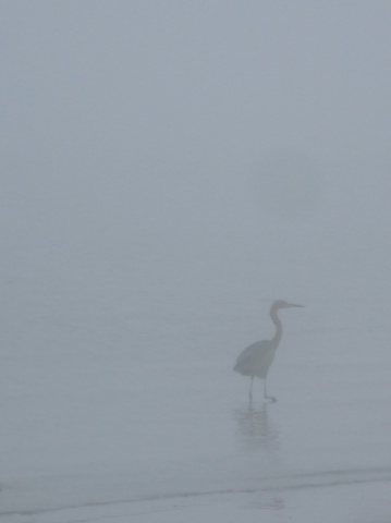 morning mist bird 359x480
