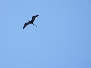 I always think these are Pterodactyls when I see them