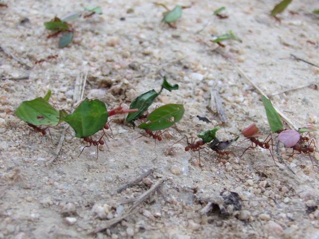leafcutter ants 640x480
