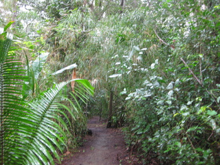 The lush jungle near Shane's place