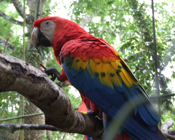 red lorred parrot 600x480