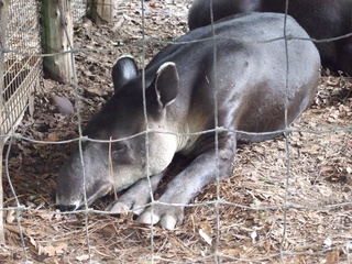 I've never seen anything like a Tapir