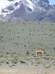 lama chimborazo 180x240