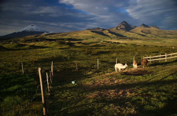 cotopaxi and llamas secret garden cotopaxi 720x475