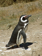 penguins everywhere 180x240