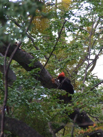 woodpecking 360x480
