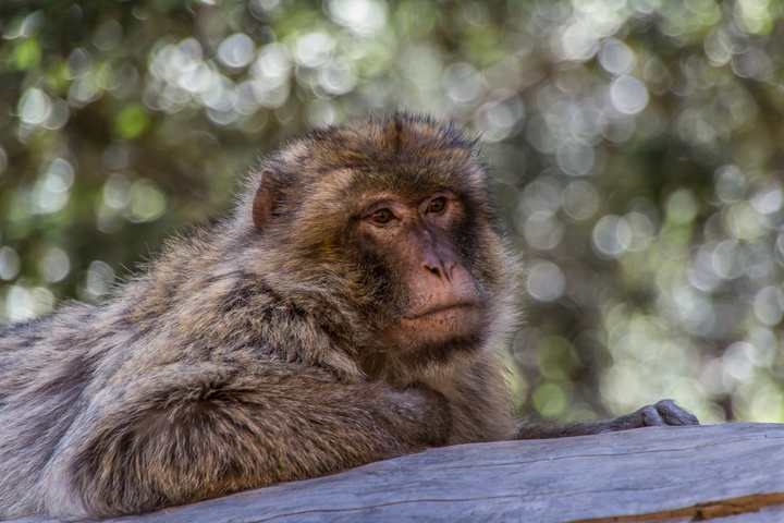 monkey posing 720x480