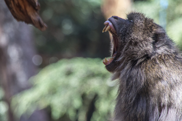 monkey yawning 720x480