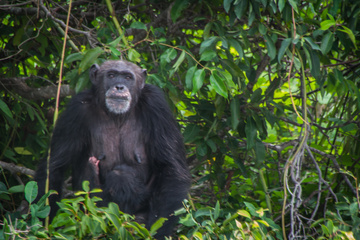 A Chimpanzee with young baby