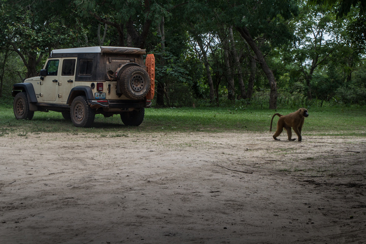 jeep baboon 720x480