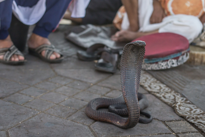 marrakech market snake 720x480