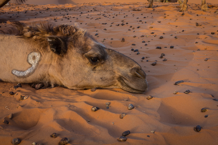 sahara camel resting 720x480