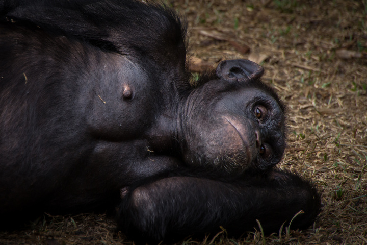 nigeria drill rannch chimp lazing 720x480