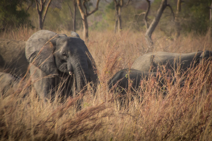 pendjari benin elephant herd 720x480