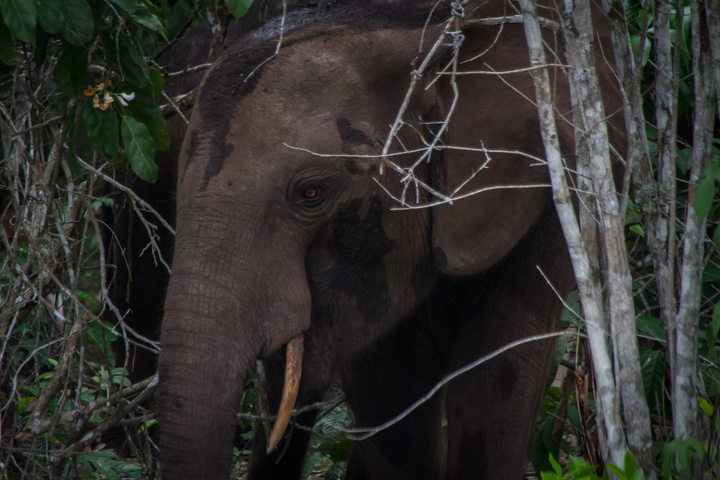 loango national park gabon big forest elehant 720x480