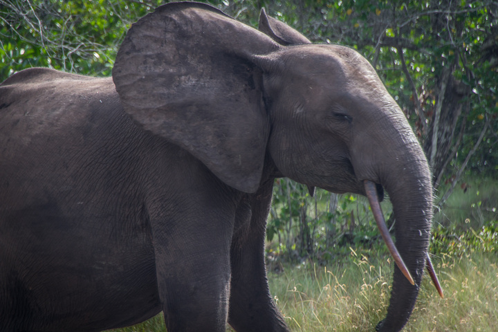loango national park gabon forest elephant 720x480