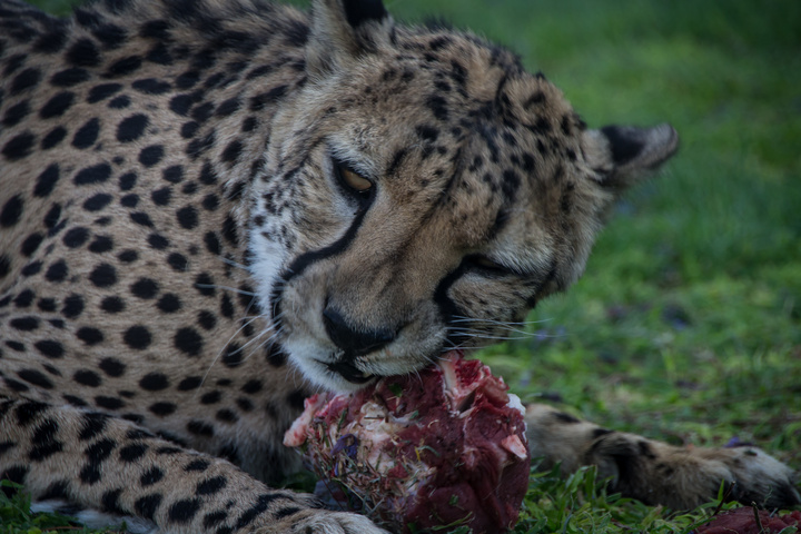 cheetah eating raw meat 720x480