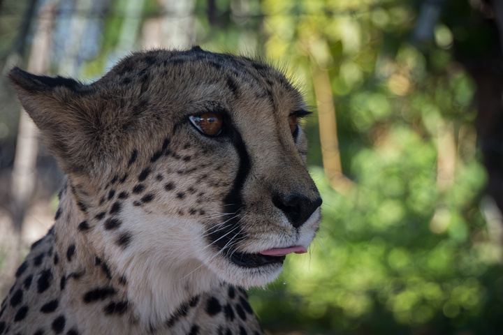 cheetah face tounge 720x480