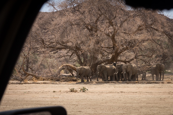 elephants dry riverbed 2 720x480