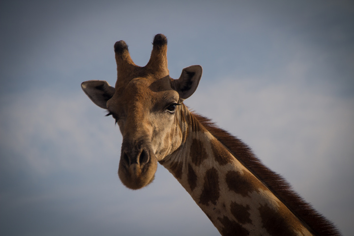 giraffe face 720x480