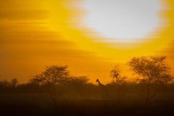Sunset giraffe