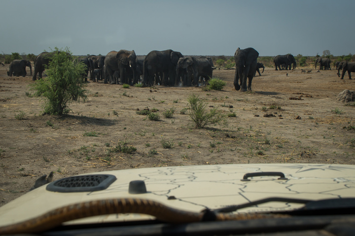 jeep hood elephants 720x480