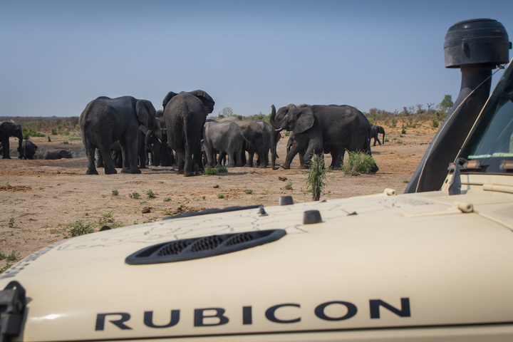 jeep rubicon elephants 720x480