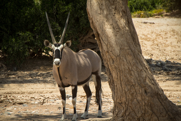 namibia gemsbok 720x480