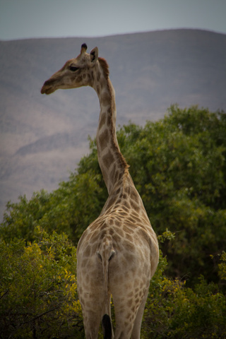 namibia giraffe 320x480