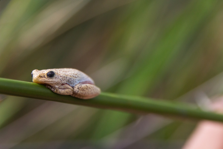 okavango little frog 720x480