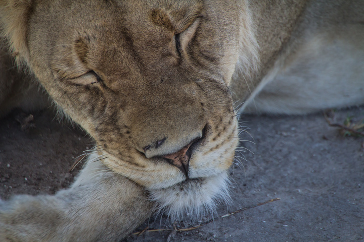 central kalahari lion sleeping face 720x480