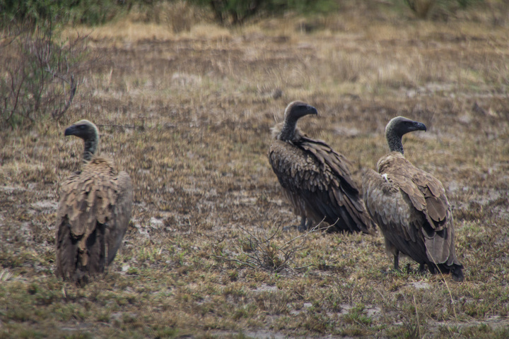 central kalahari vultures 720x480