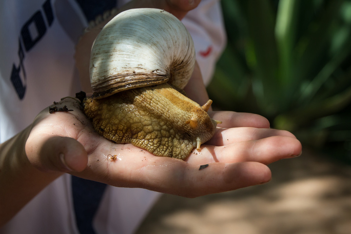 botswana massive snail 720x480