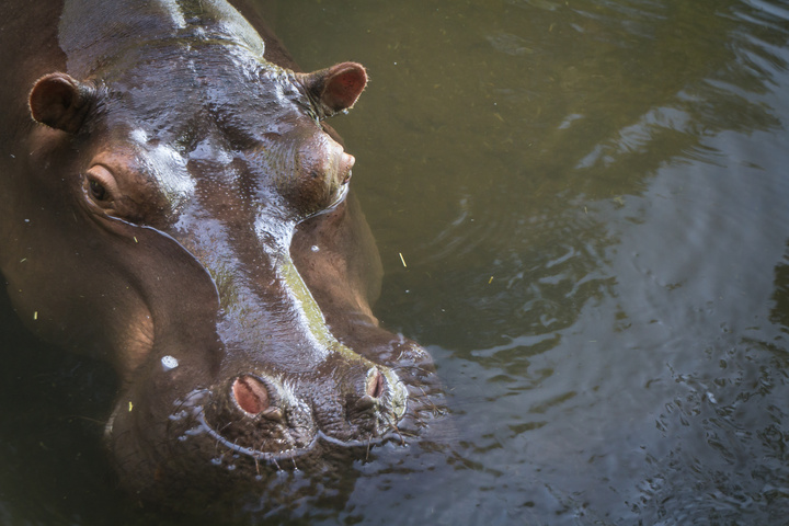 jessica hippo looking 720x480