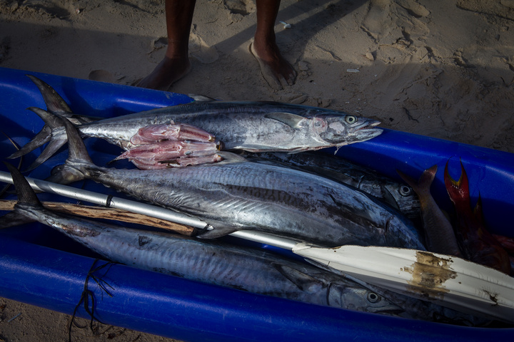mozambique catch of the day 720x480