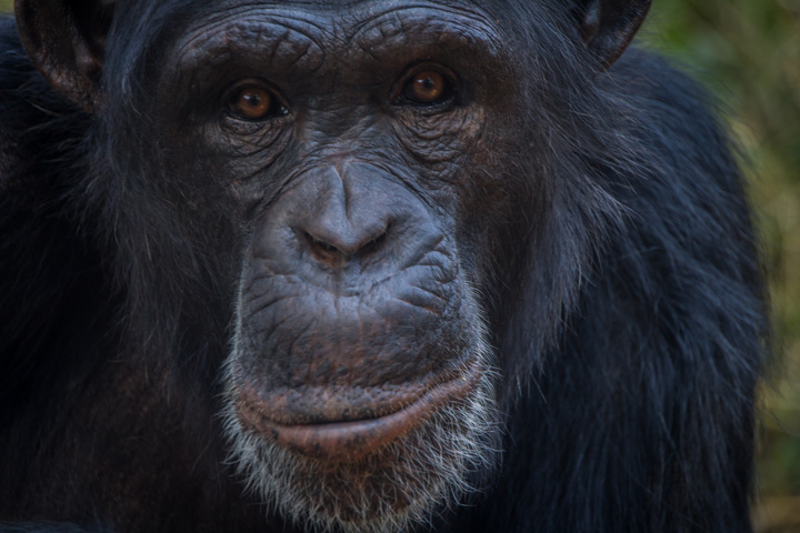 chimfunshi chimp face 3 720x480