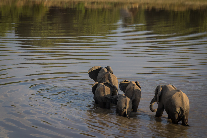 elephants crossing river 720x480