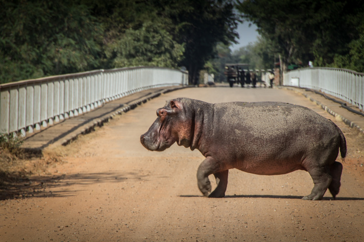 south luangwa hippo on road 720x480