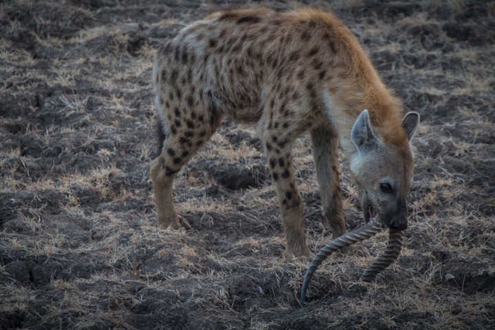 south luangwa hyena antlers 720x480