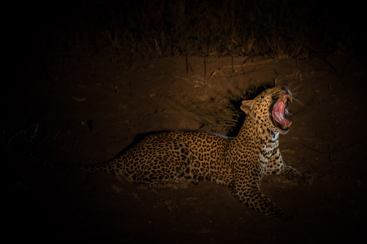 south luangwa leopard night yawn 720x480