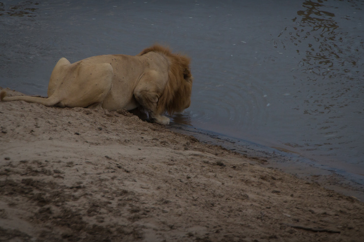 south luangwa lion drinking 720x480