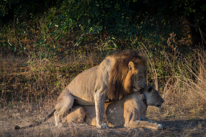 south luangwa lions mating 720x480