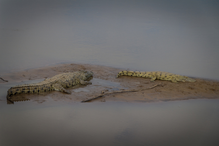south luangwa nile crocodiles 720x480