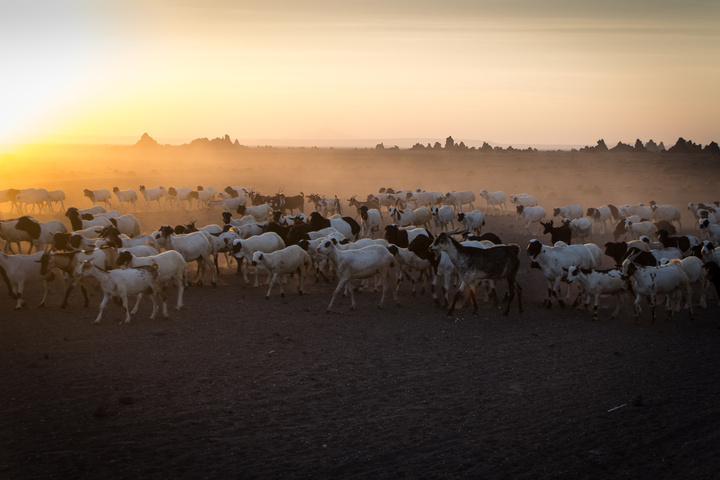 lake abbe goats sunset 720x480