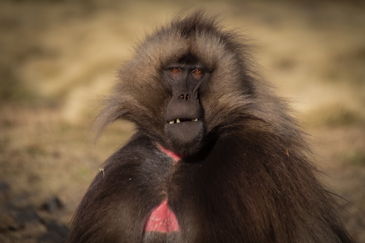 simien gelada baboon eating 720x480