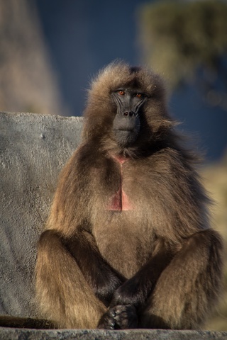 simien gelada baboon posing 320x480